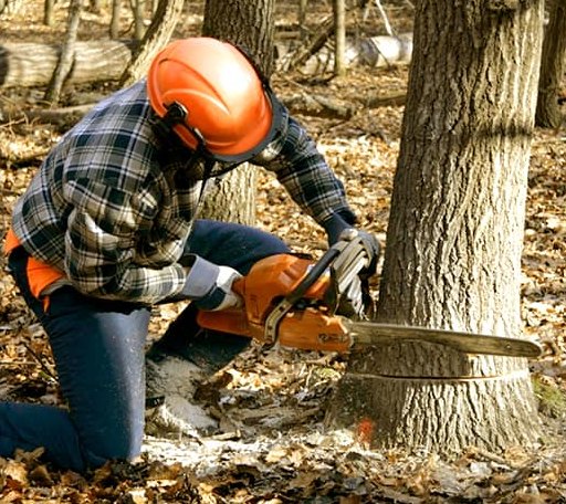 Tree Removal in Trout Creek, MI